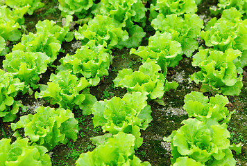 Image showing lettuce plant in field