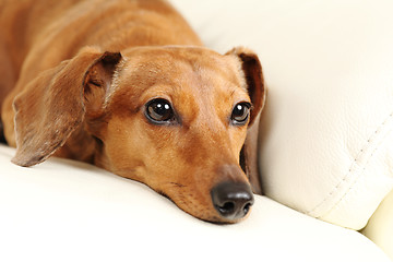 Image showing dachshund dog on sofa