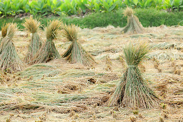 Image showing harvested rice field