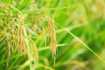 Image showing paddy rice field
