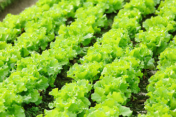 Image showing lettuce plant in field