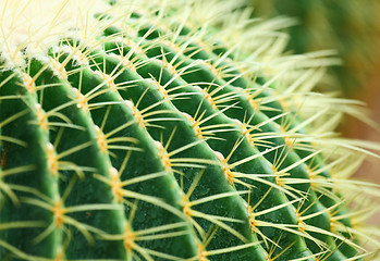 Image showing cactus