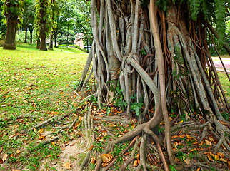 Image showing tree roots