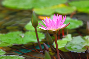 Image showing lotus flower