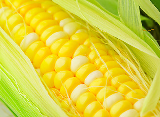 Image showing corn