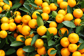 Image showing kumquat for chinese new year