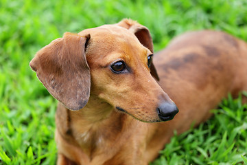 Image showing Brown dachshund dog