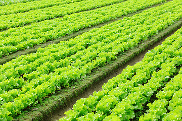 Image showing lettuce plant in field