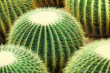 Image showing cactus