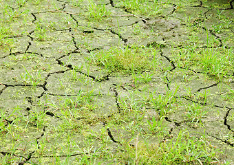 Image showing Green grass on cracked earth