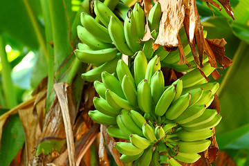 Image showing Green banana tree