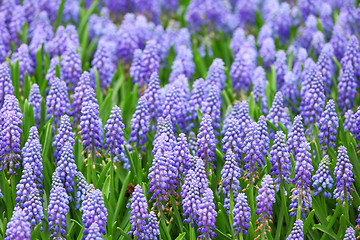 Image showing flower, muscari botryoides