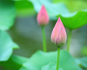 Image showing lotus bud