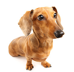 Image showing brown dachshund dog