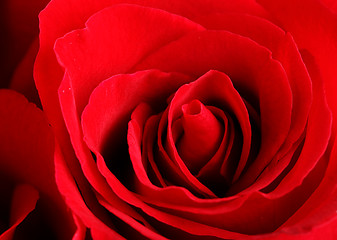 Image showing rose close up