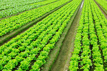 Image showing lettuce plant in field
