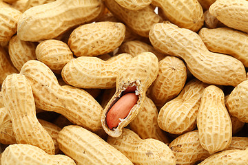 Image showing Peanut