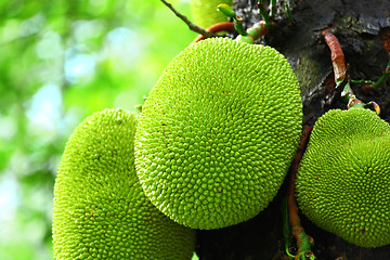 Image showing jack fruit on tree