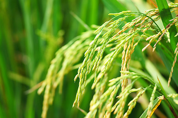 Image showing Paddy rice in field