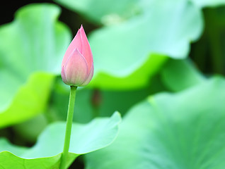 Image showing lotus bud