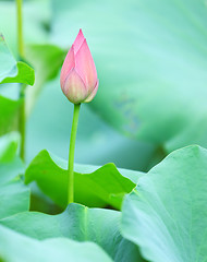 Image showing lotus bud