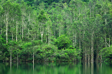 Image showing forest with lake