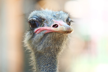 Image showing ostrich bird