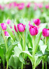 Image showing colorful tulips