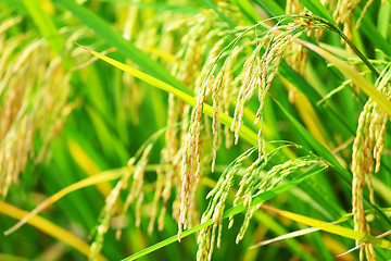 Image showing Paddy rice in field