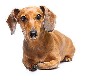 Image showing Dachshund Dog