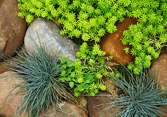 Image showing plant growing between stone