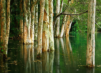 Image showing tree on water