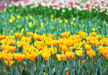 Image showing colorful tulips