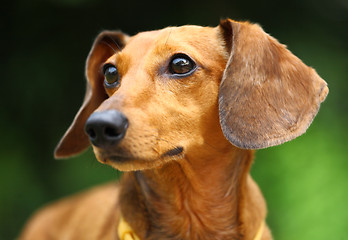 Image showing dachshund dog