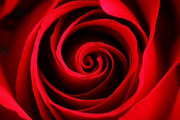 Image showing rose close up