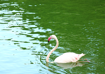 Image showing Pink flamingo