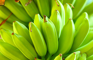 Image showing Green banana tree