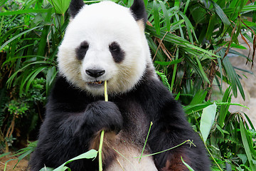 Image showing panda eating bamboo leaf