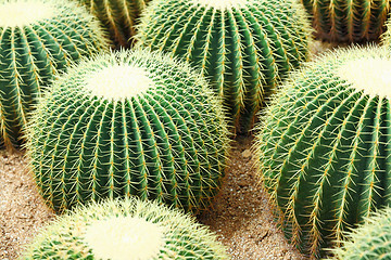 Image showing cactus