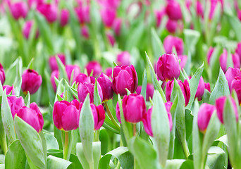 Image showing colorful tulip flower