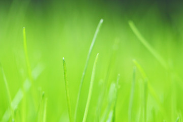 Image showing fresh green grass