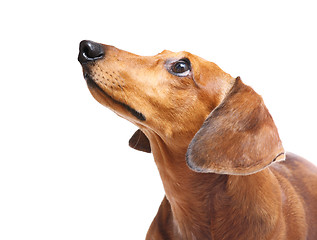 Image showing Dachshund Dog