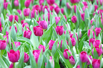 Image showing purple tulips flower