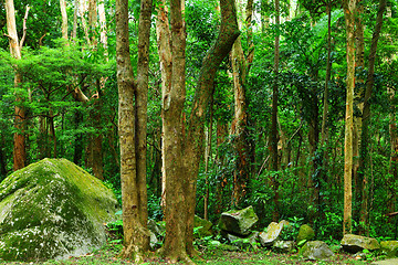 Image showing jungle