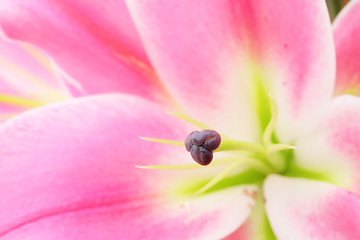 Image showing Pink lily flower