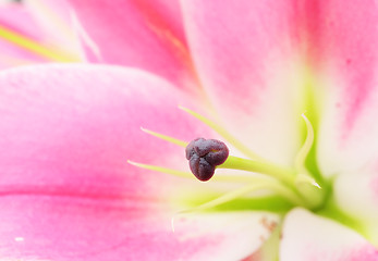 Image showing Pink lily flower