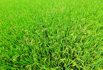 Image showing paddy rice field