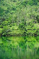 Image showing forest with lake