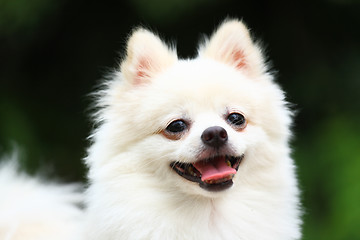 Image showing white pomeranian dog