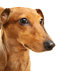 Image showing brown dachshund dog